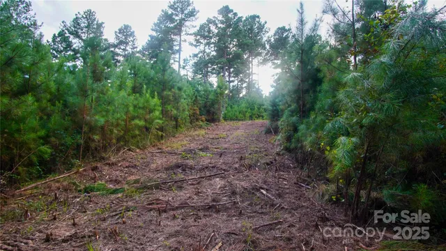 a view of a yard with plants and trees