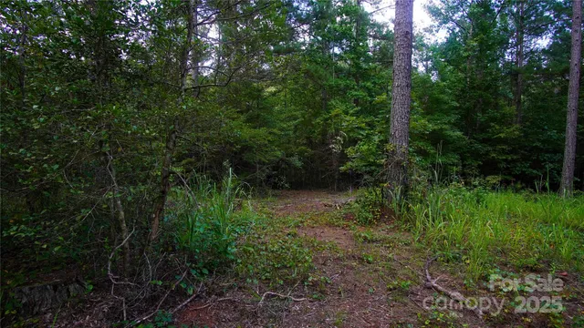a view of a lush green forest