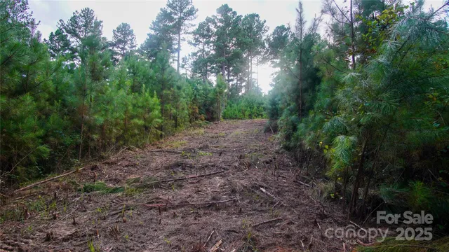 a view of a yard with plants and trees