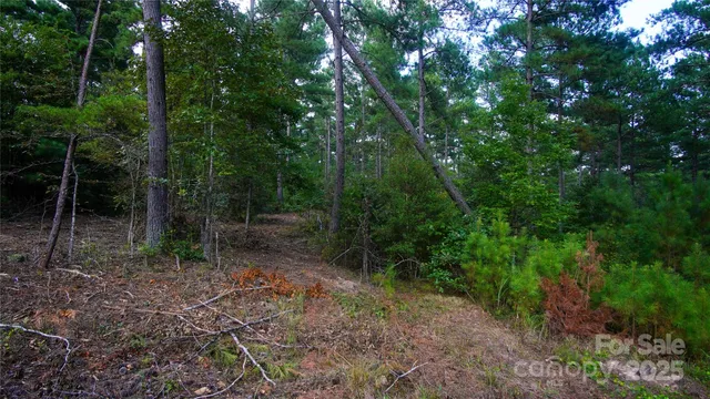 a view of a forest with trees in the background