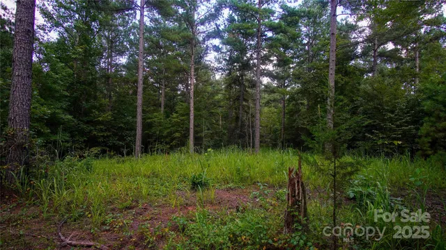 a view of a lush green forest