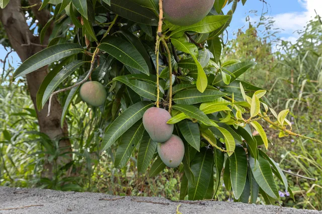 a close up of a plant in a garden