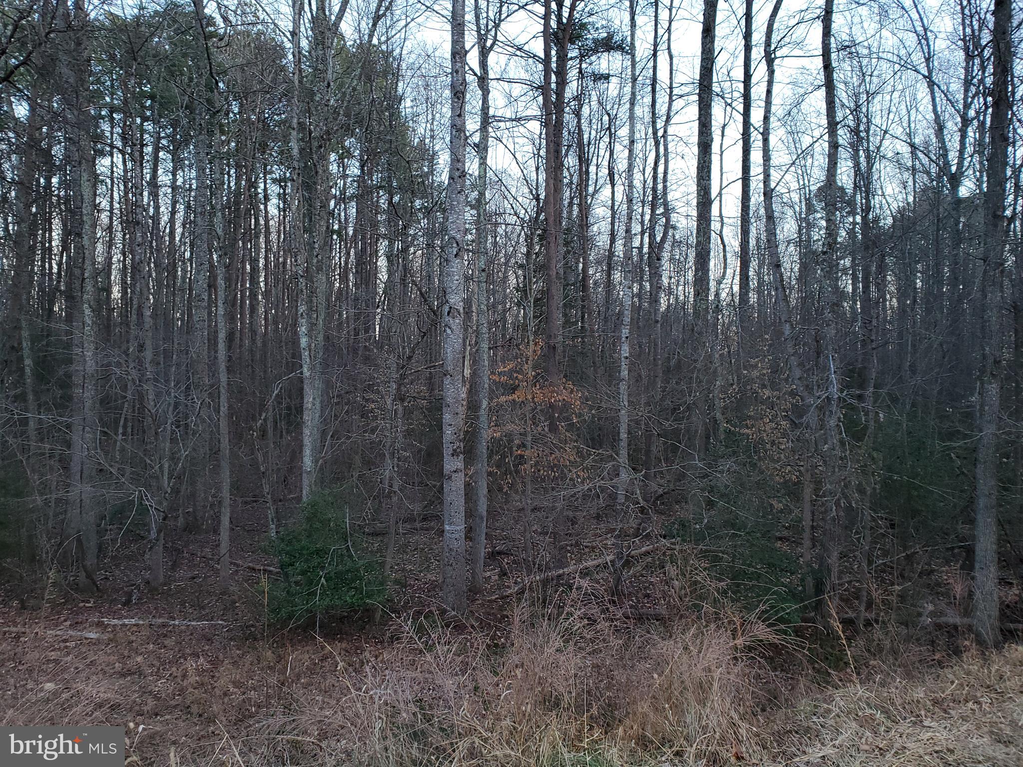 0 Carrs Bridge Road Mineral, VA 23117 - Photo 17 of 32 Land is fairly level with gentle slope.