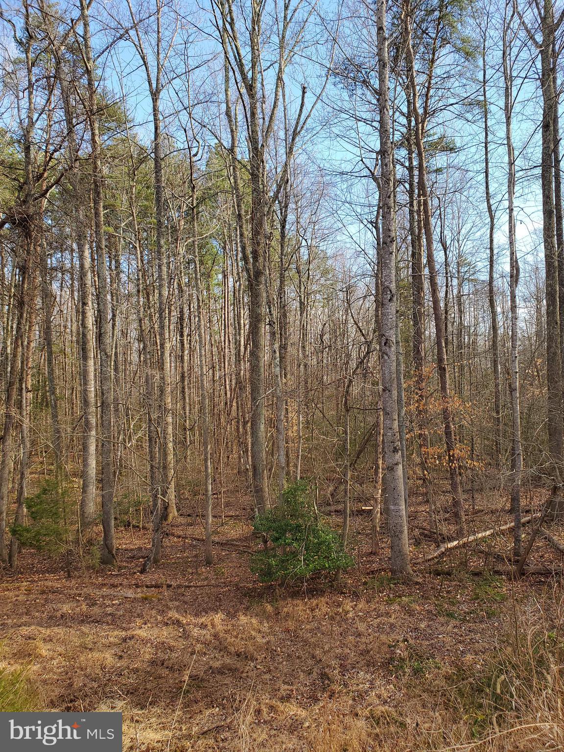 0 Carrs Bridge Road Mineral, VA 23117 - Photo 21 of 32 View of trees present on Parcel # 8.