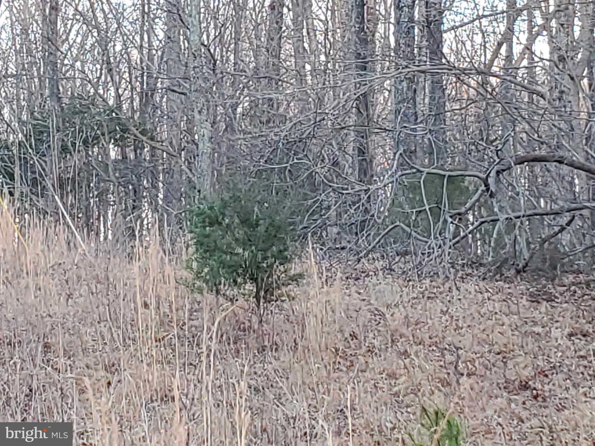 0 Carrs Bridge Road Mineral, VA 23117 - Photo 23 of 32 Cedars & native hollies punctuate the landscape.