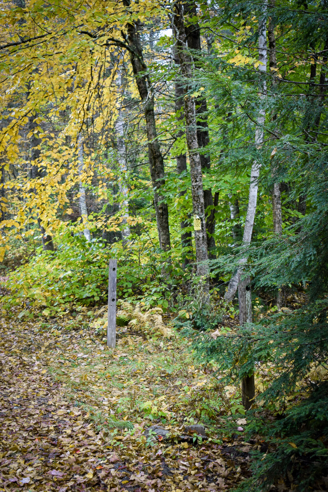 Lot 35 Burrough Road Sangerville, ME 04479 - Photo 32 of 41 DSC_0024