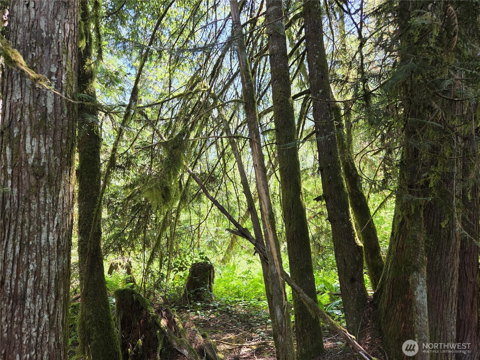 0 Falls Road Randle, WA 98377 - Photo 7 of 17 Gallery Image 7