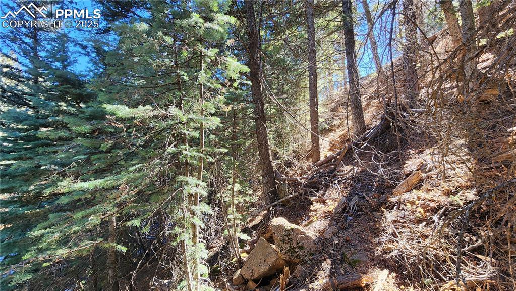 Undisclosed Address Rye, CO 81069 - Photo 14 of 25 a view of a tree in a yard