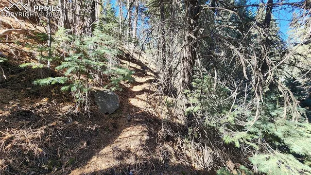 a close up of a tree