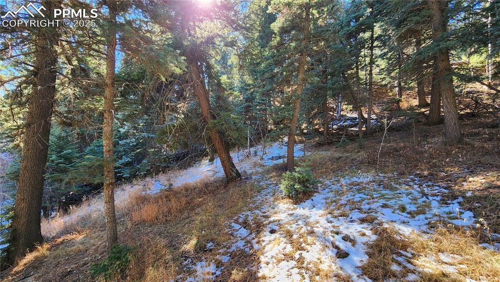 Undisclosed Address Rye, CO 81069 - Photo 4 of 25 a view of a forest filled with trees