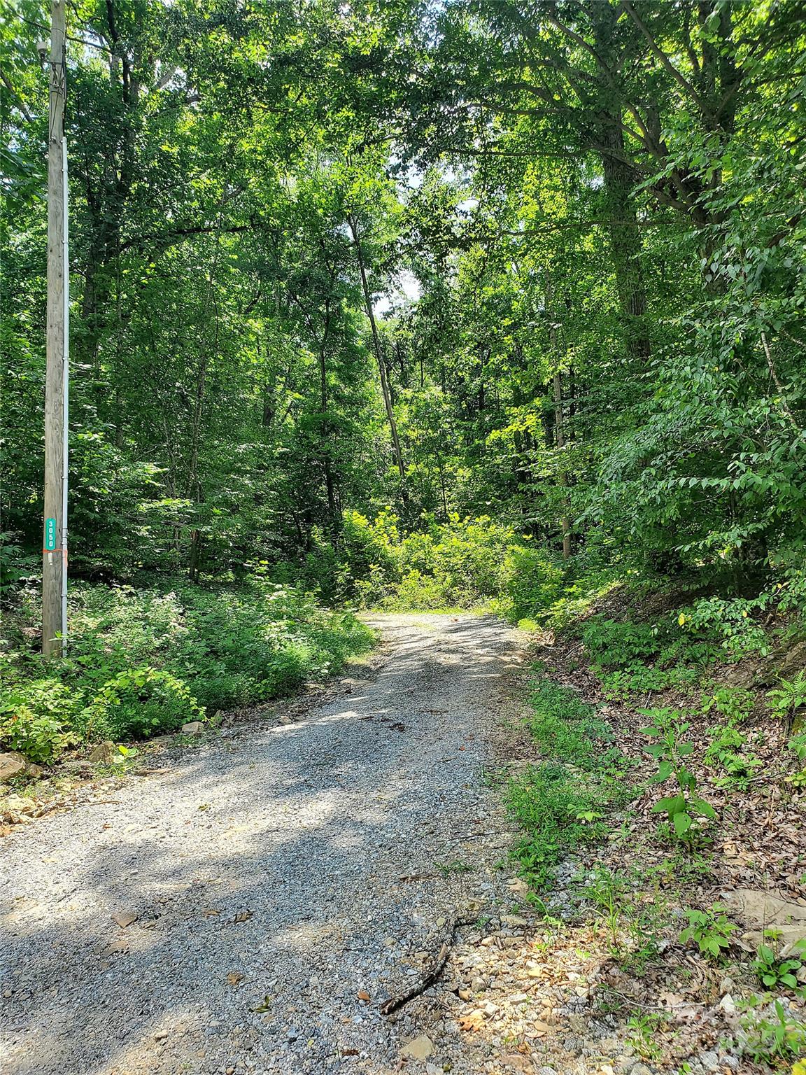 0 Green River Cove Road Saluda, NC 28773 - Photo 12 of 31 a view of a yard with plants and large trees