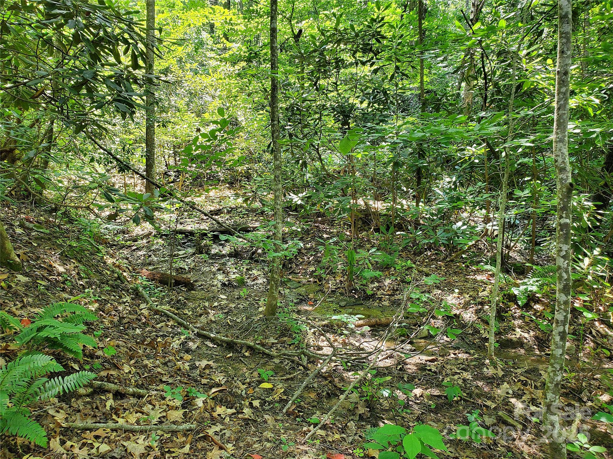 0 Green River Cove Road Saluda, NC 28773 - Photo 13 of 31 a view of a lush green forest