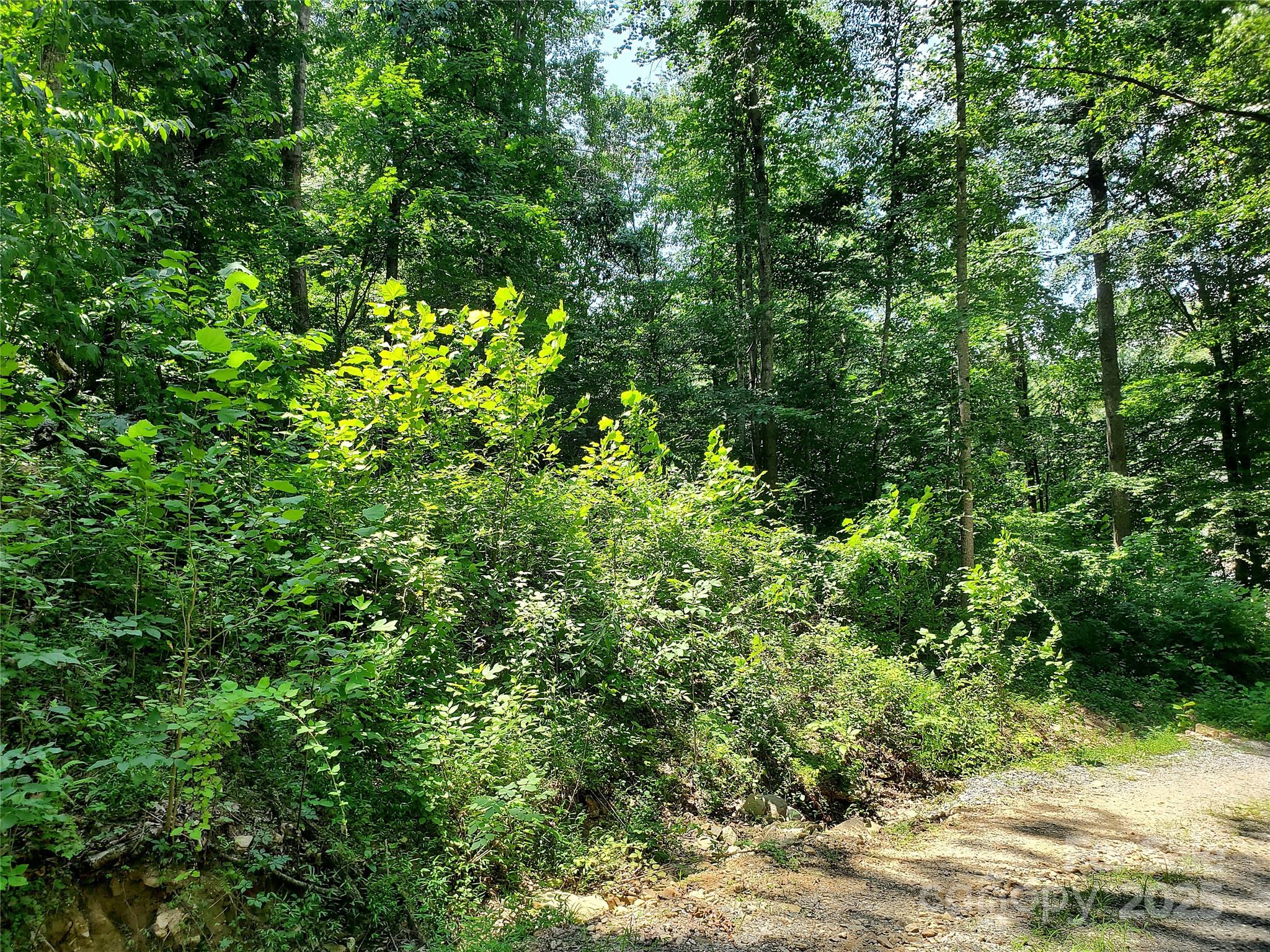 0 Green River Cove Road Saluda, NC 28773 - Photo 14 of 31 a view of a lush green forest