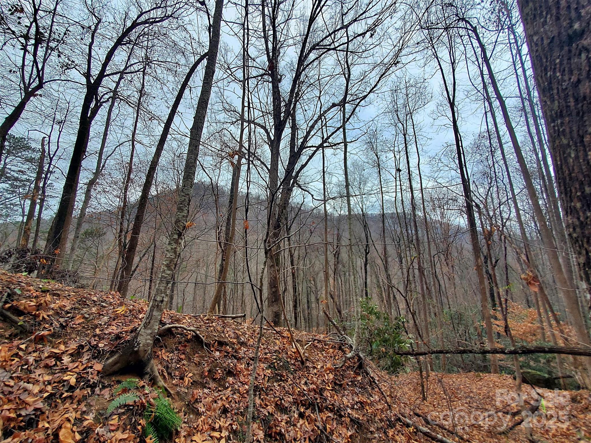 0 Green River Cove Road Saluda, NC 28773 - Photo 23 of 31 a backyard of a house with lots of green space