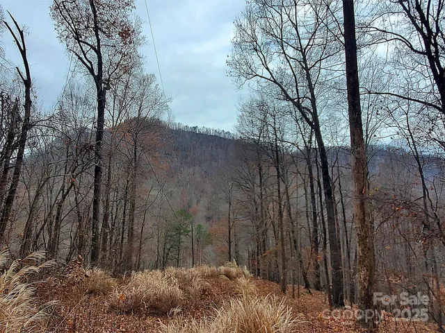 a view of backyard with large trees
