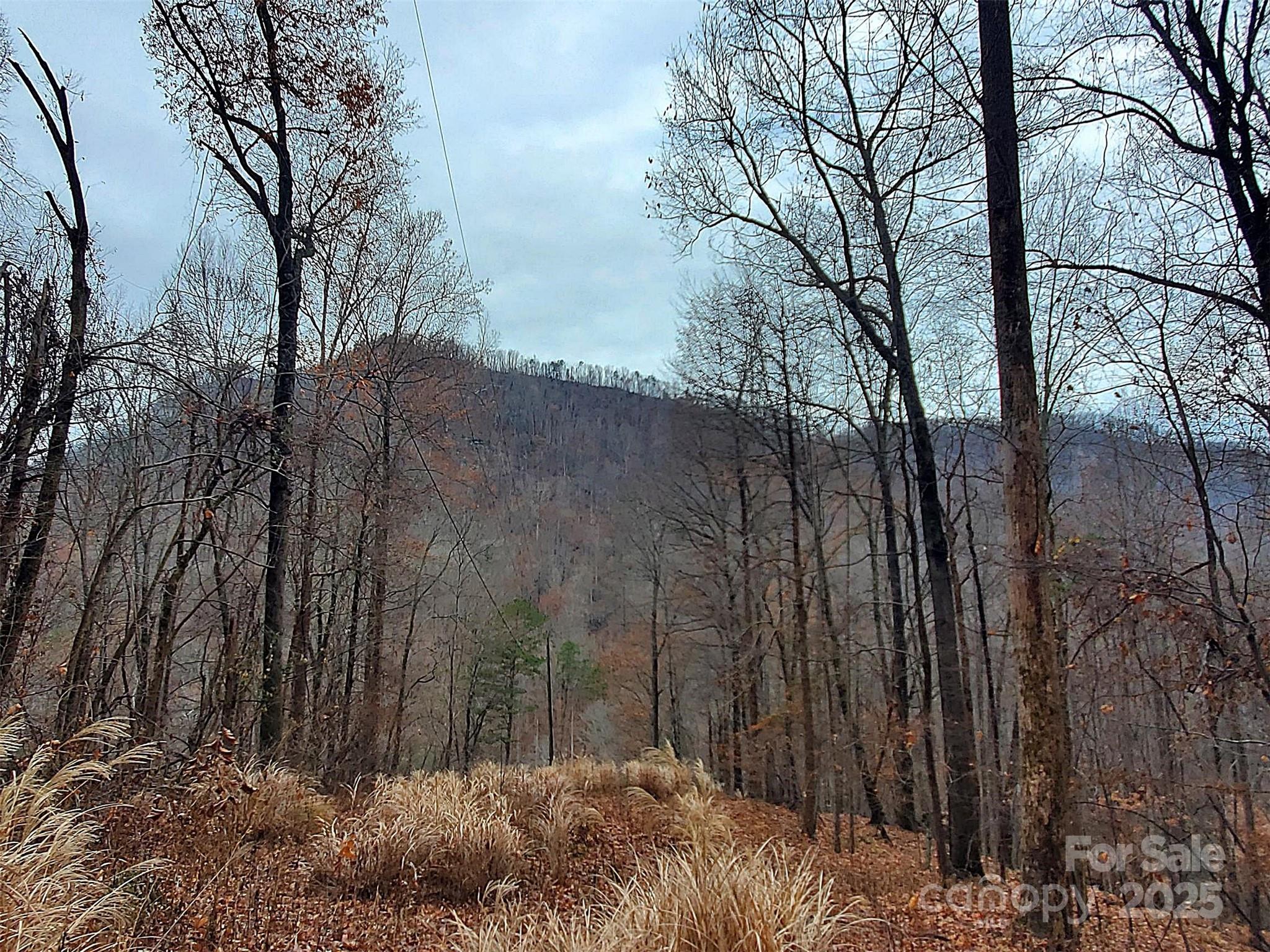 0 Green River Cove Road Saluda, NC 28773 - Photo 29 of 31 a view of backyard with large trees