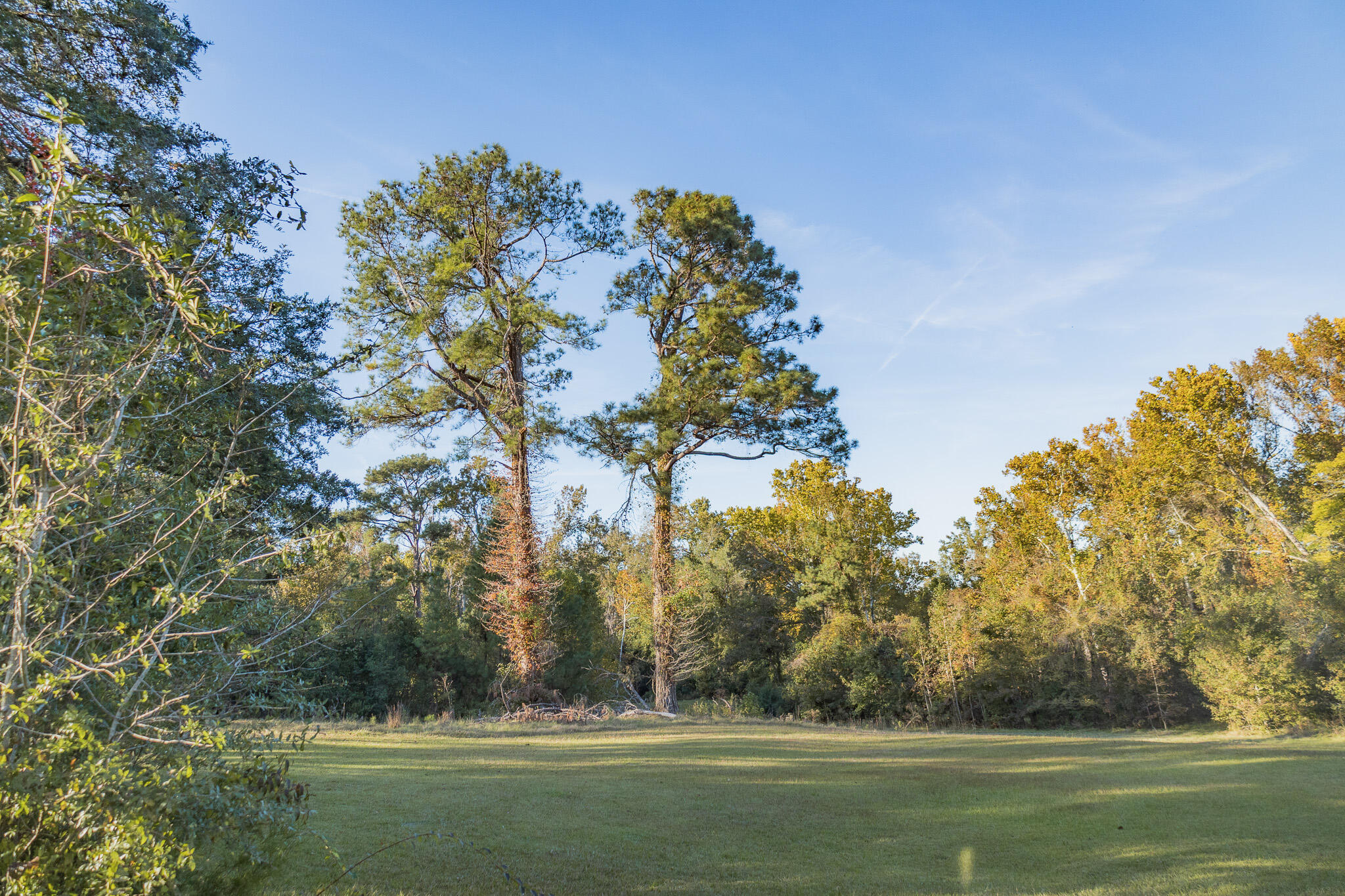 341 Azalea Avenue Millen, GA 30442 - Photo 3 of 65 II4A4642