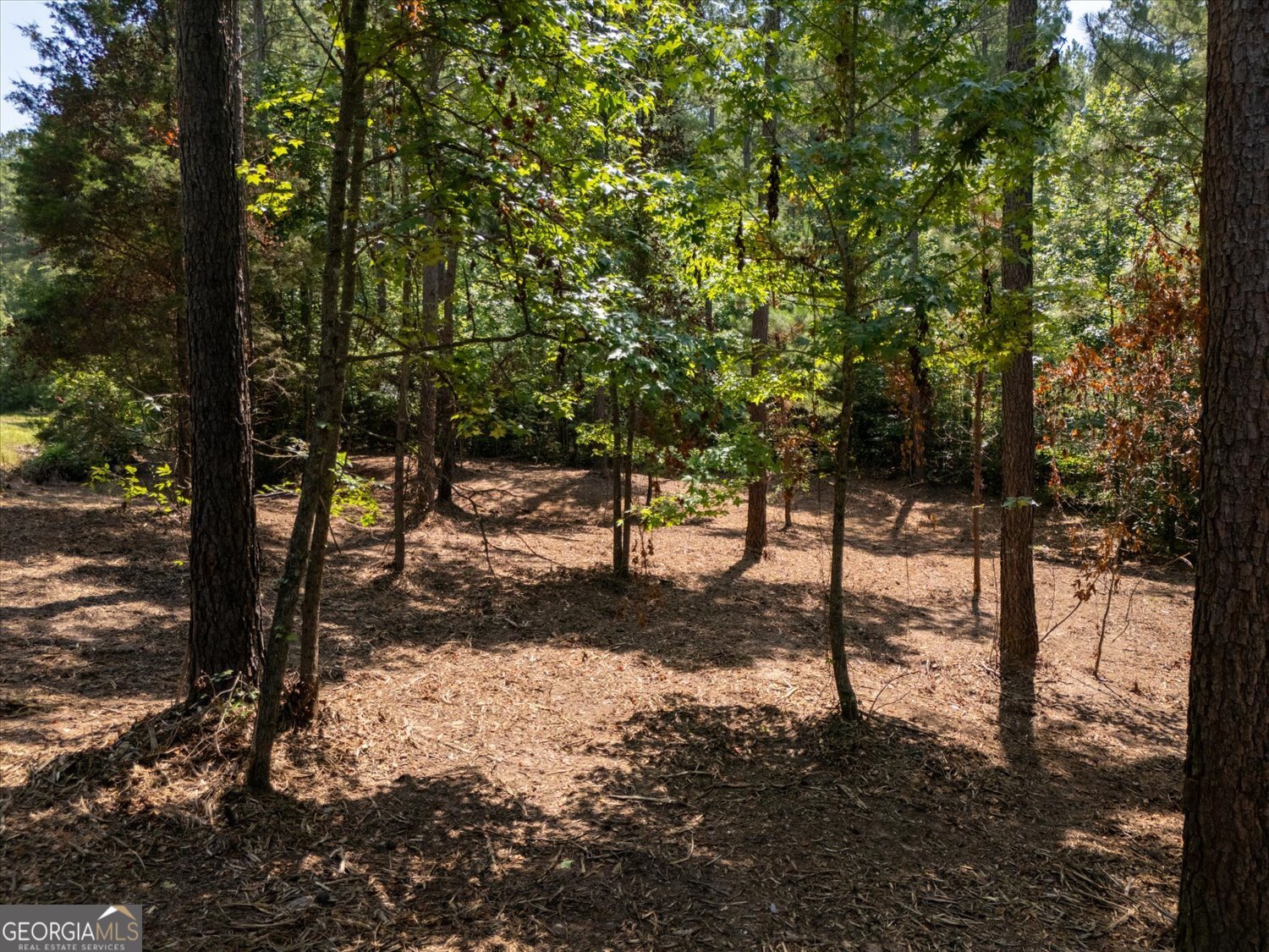 0 Hornets Bridge Road Elberton, GA 30635 - Photo 7 of 10 a view of a forest filled with trees