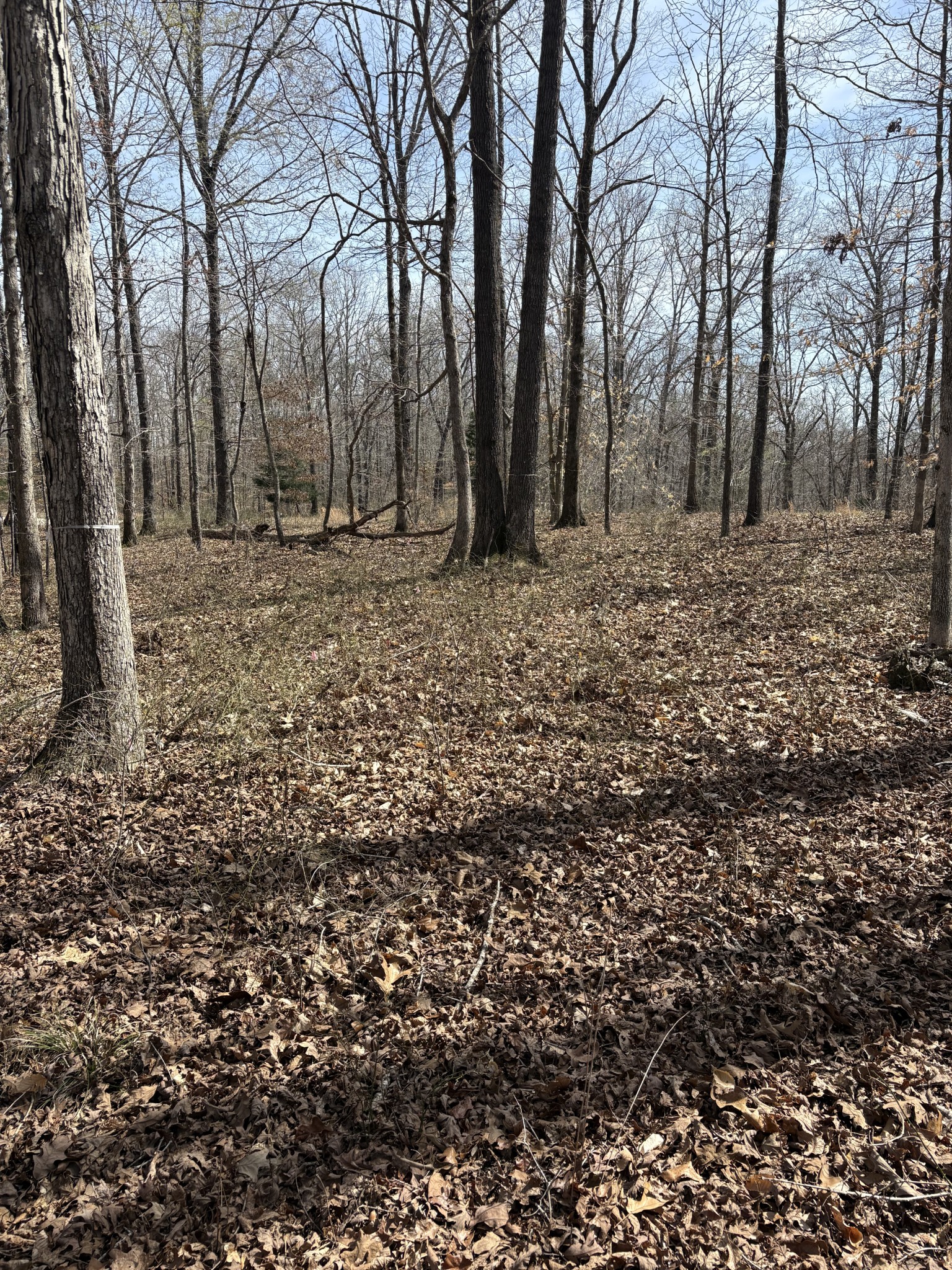 0 Three Rivers Drive Hurricane Mills, TN 37078 - Photo 13 of 13 a view of outdoor space with trees