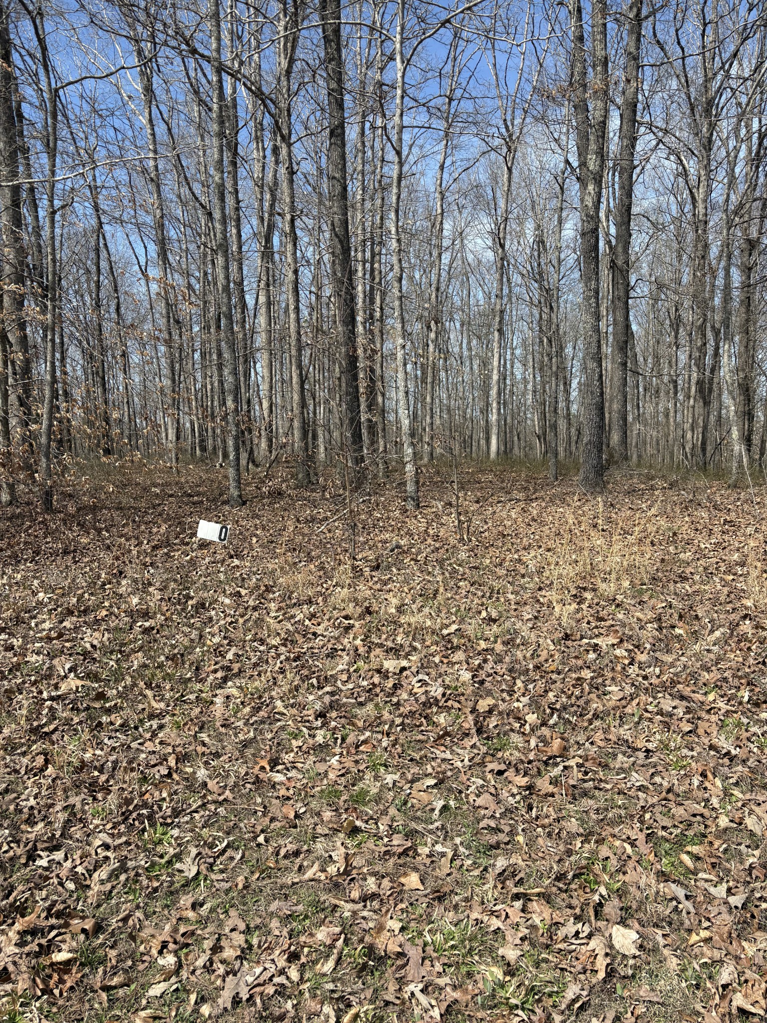 0 Three Rivers Drive Hurricane Mills, TN 37078 - Photo 10 of 13 a view of a yard with large trees