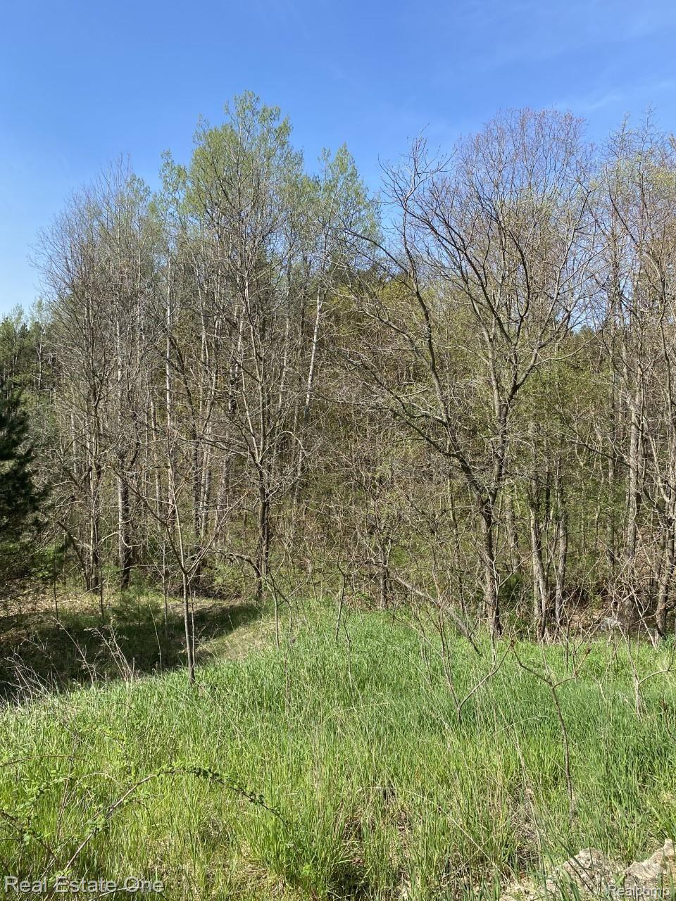 back yard 1.jpg
