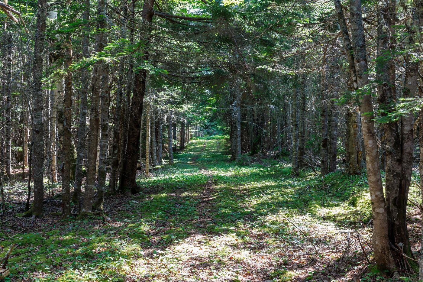 159 Devereaux Road Perry, ME 04667 - Photo 52 of 60 W55-ME2270-51BlueberryPoint