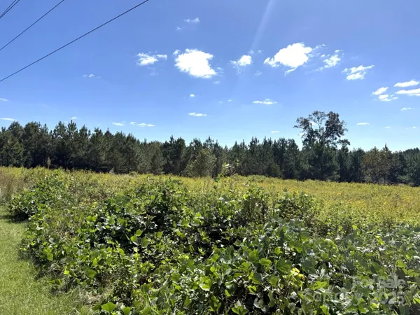 a view of a yard