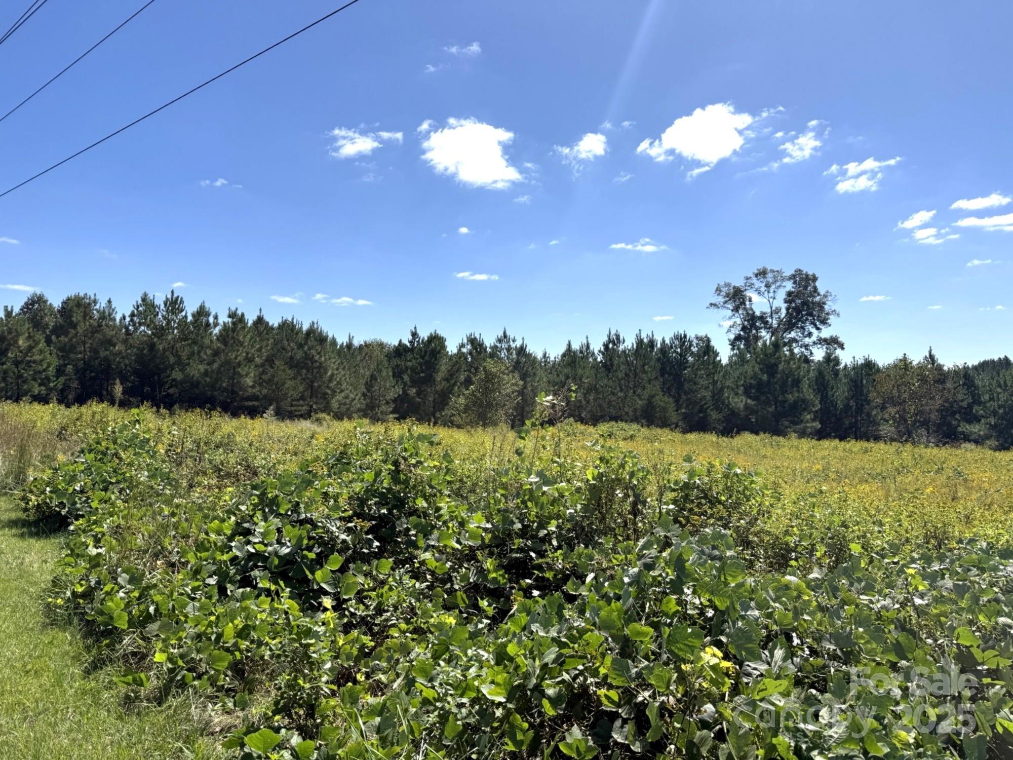 1178 Pea Ridge Road Mill Spring, NC 28756 - Photo 3 of 6 a view of a yard