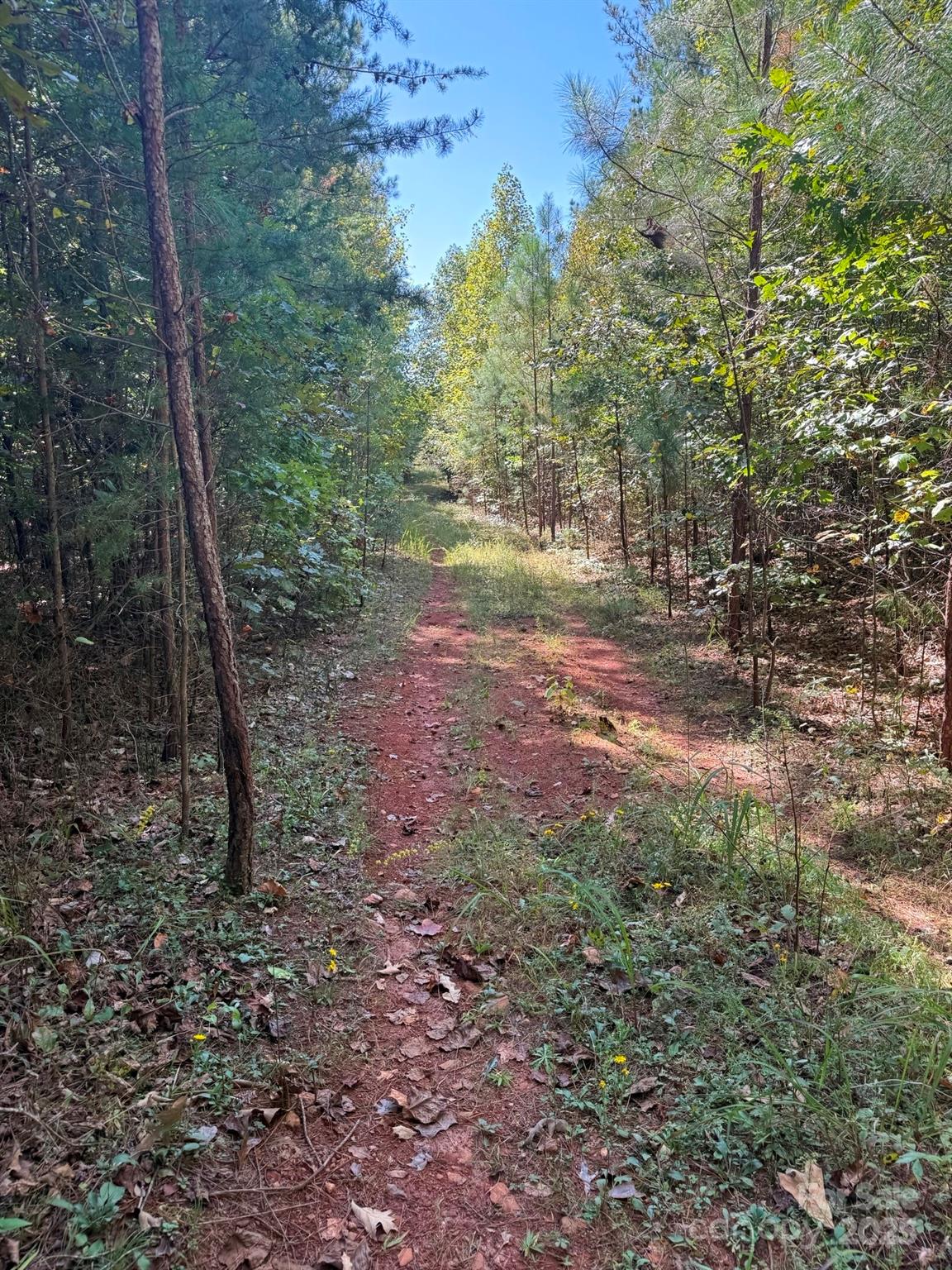 1178 Pea Ridge Road Mill Spring, NC 28756 - Photo 4 of 6 a view of a yard