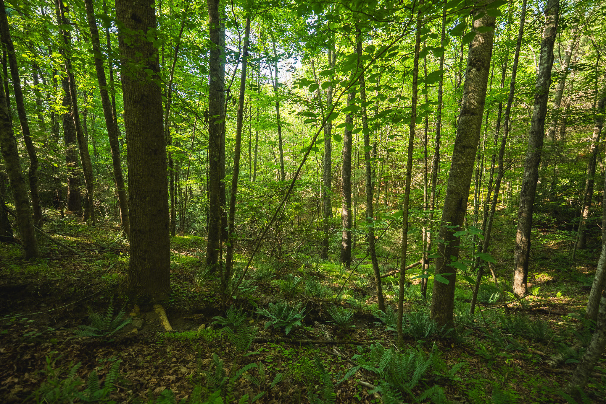 Tbd Sawmill Hill Road Northwest Willis, VA 24380 - Photo 22 of 40 a view of outdoor space and trees