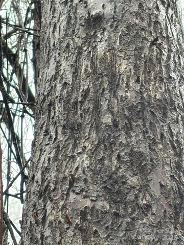 a very nice looking yard