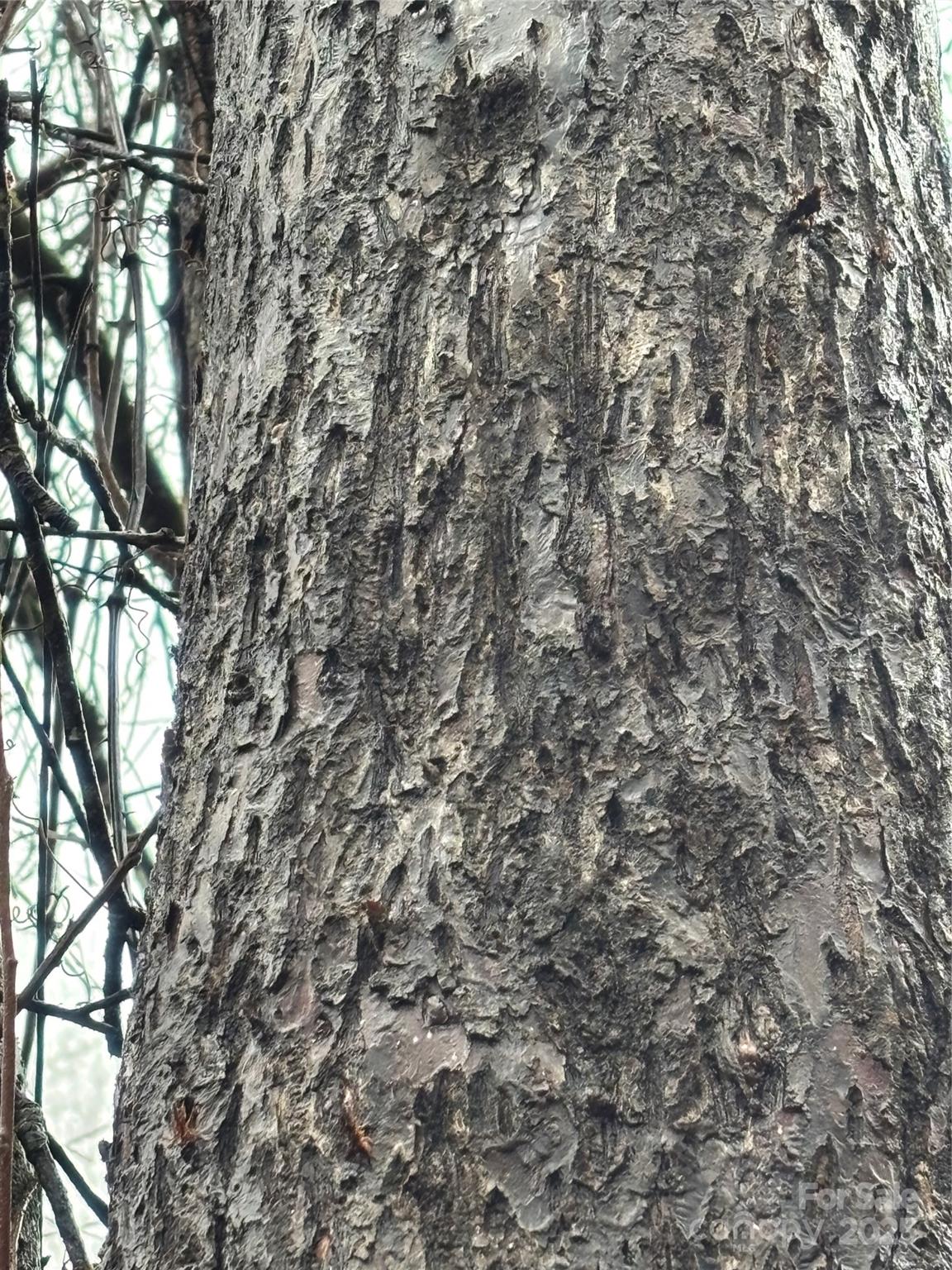 Off Alarka Road Bryson City, NC 28713 - Photo 17 of 43 a view of a yard with a tree
