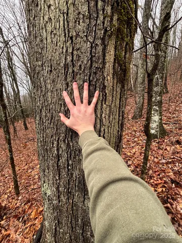 a view of a yard with plants and wooden fence