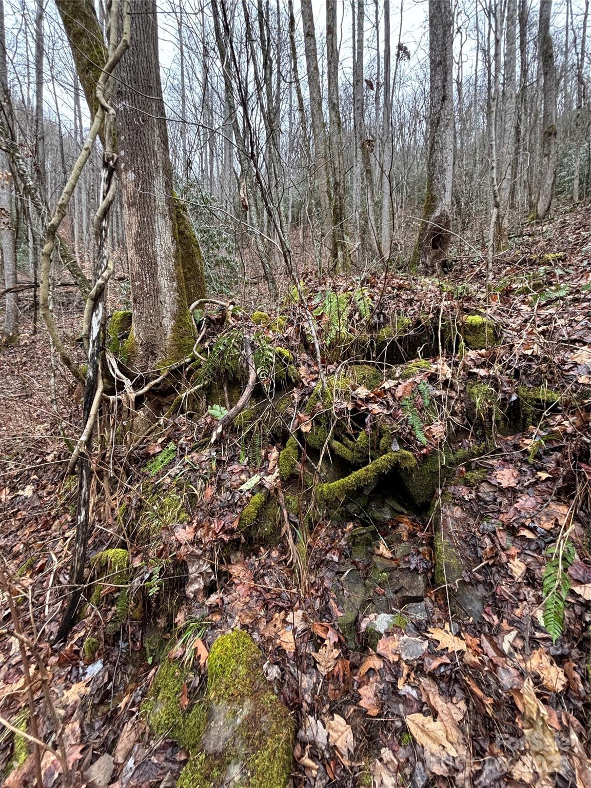 Off Alarka Road Bryson City, NC 28713 - Photo 27 of 43 a view of a forest with trees