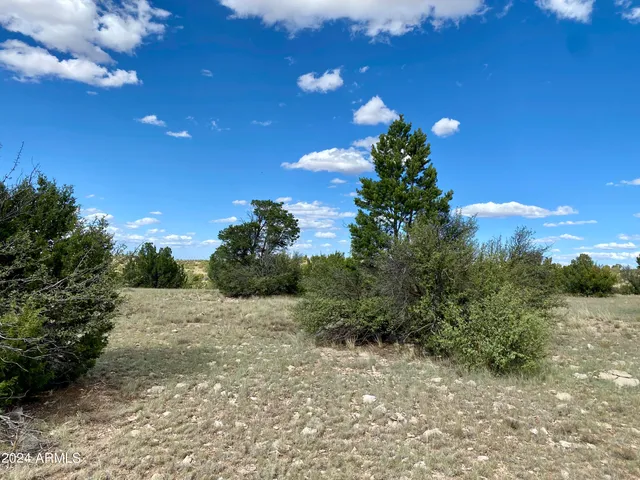 a view of a tree with a street in the background