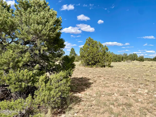 a view of a bunch of trees and bushes