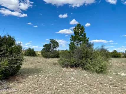 a view of a tree with a street in the background