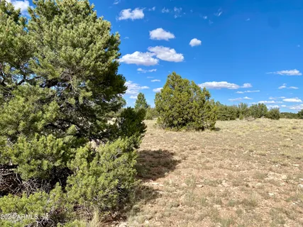 a view of a bunch of trees and bushes