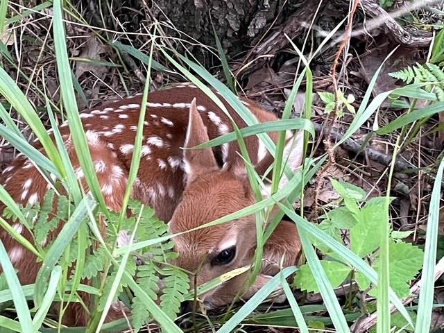 W2069 Elk Court Montello, WI 53949 - Photo 51 of 58