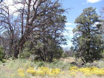 0 North S Rim Ranch Road Williams, AZ 86046 - Photo 2 of 2 Additional Photo