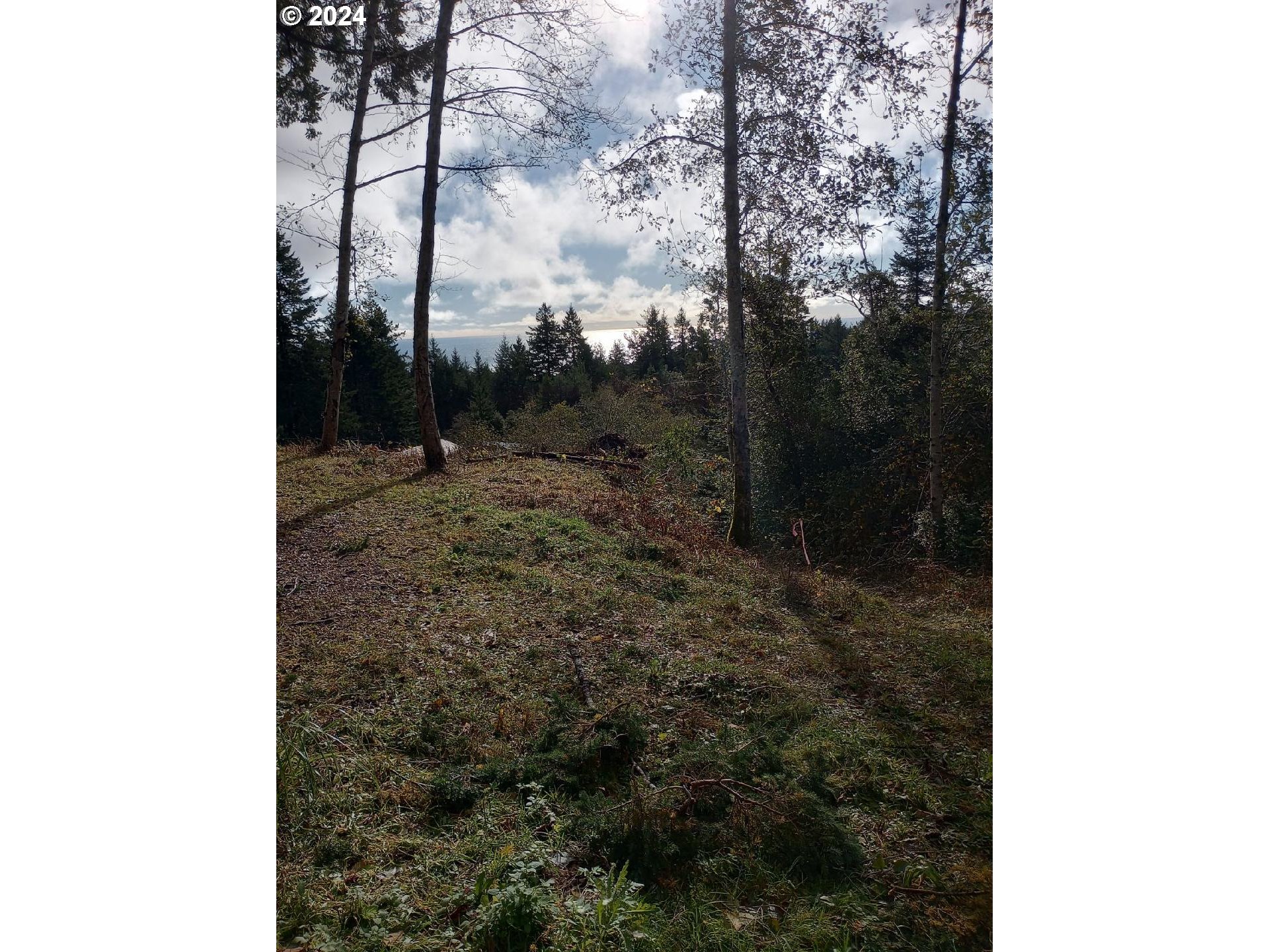 Rhody Drive, Unit 600 Brookings, OR 97415 - Photo 12 of 12 a view of a yard with plants and trees