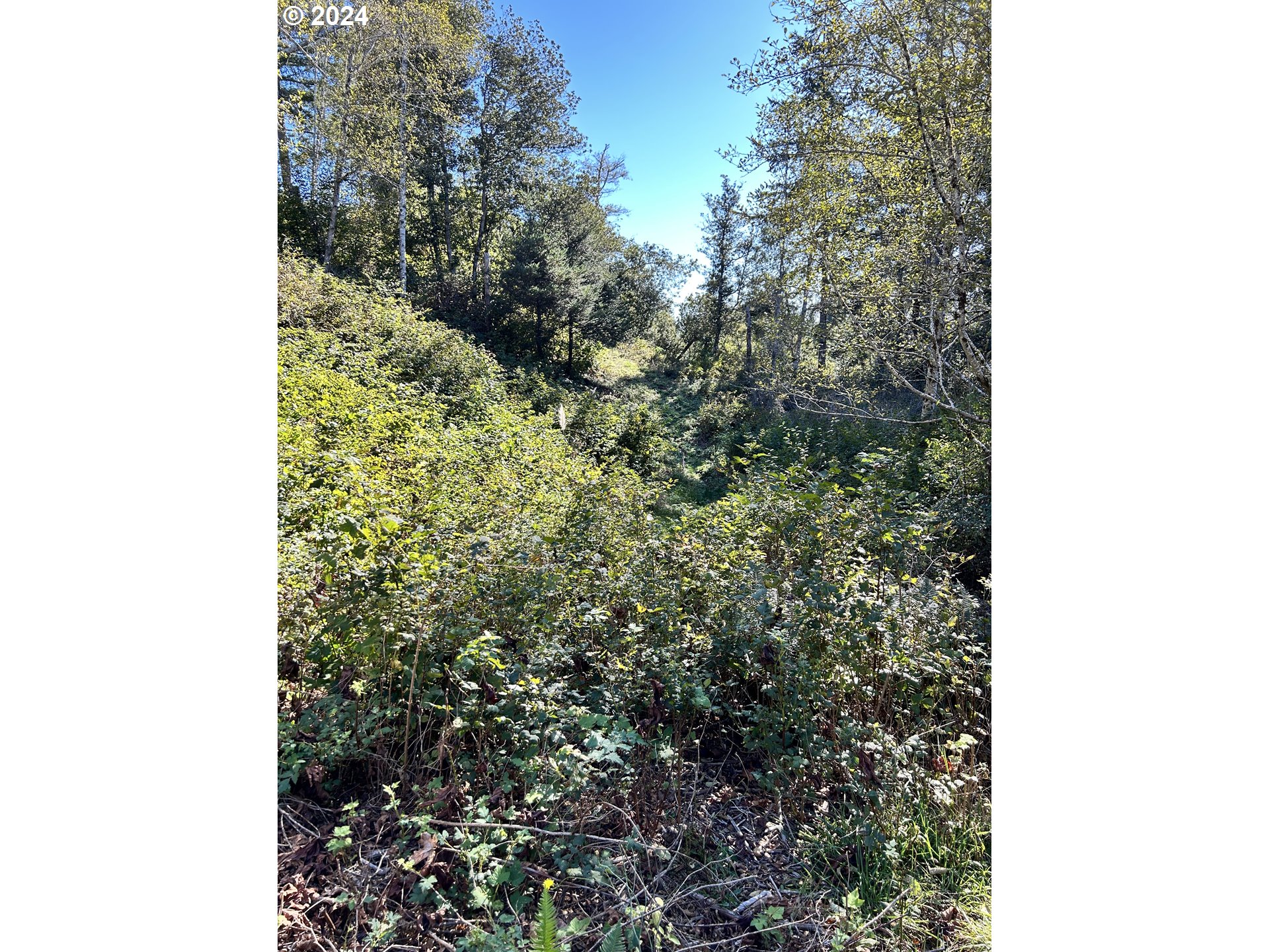Rhody Drive, Unit 600 Brookings, OR 97415 - Photo 8 of 12 a view of a forest that has a tree