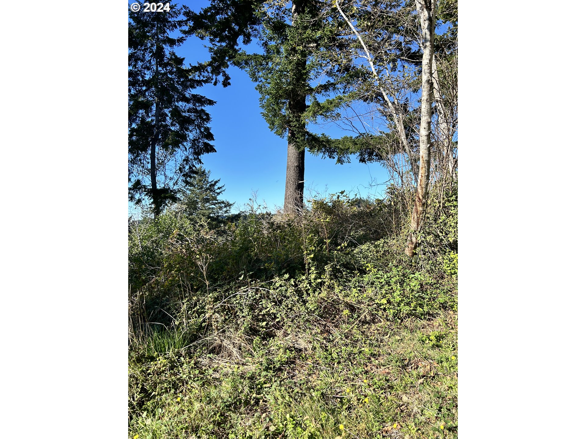 Rhody Drive, Unit 600 Brookings, OR 97415 - Photo 9 of 12 a view of a tree in a yard
