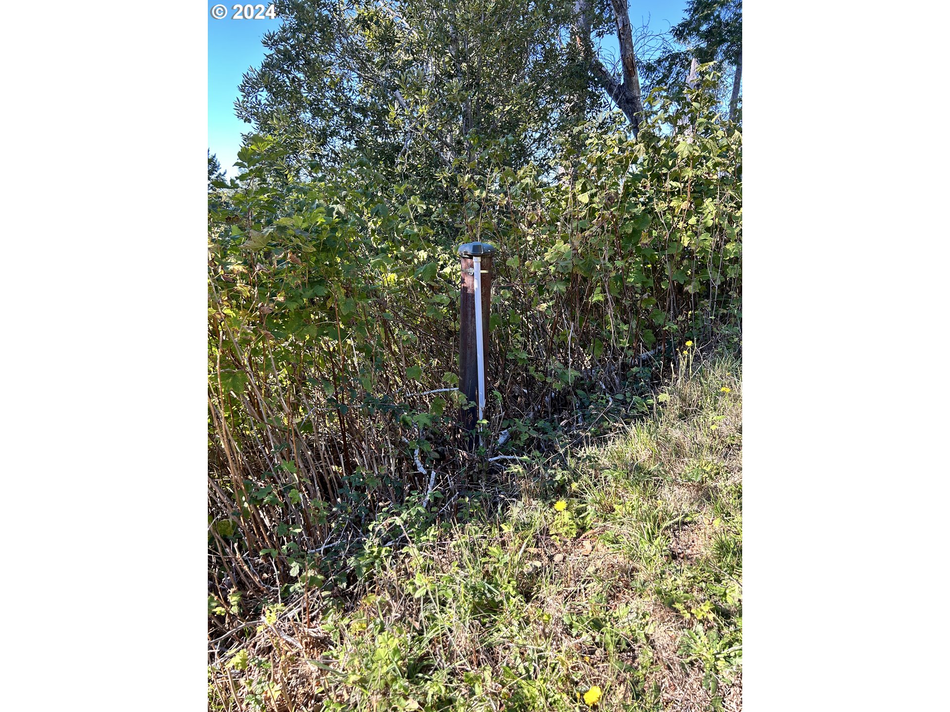 Rhody Drive, Unit 600 Brookings, OR 97415 - Photo 10 of 12 a close up of a tree in a yard