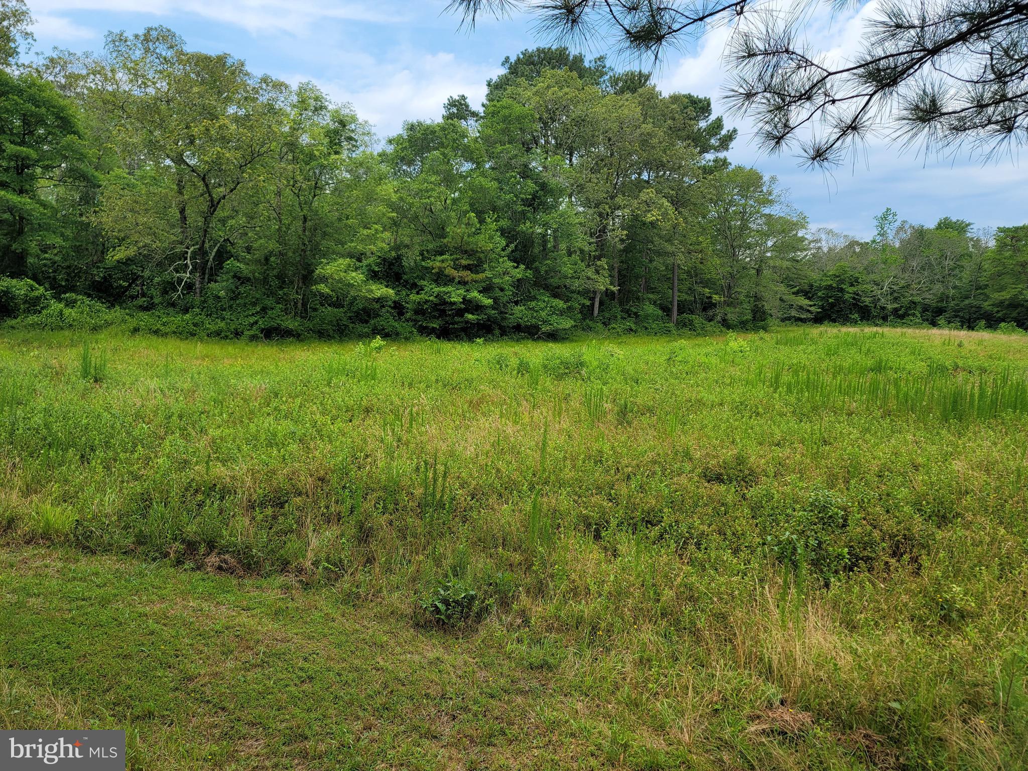 0 Sixty Sixty Foot Road Pittsville, MD 21850 - Photo 11 of 18 Back Field