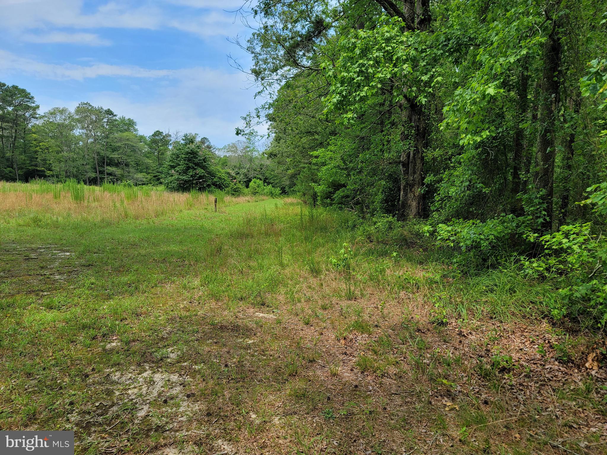 0 Sixty Sixty Foot Road Pittsville, MD 21850 - Photo 16 of 18 Back field