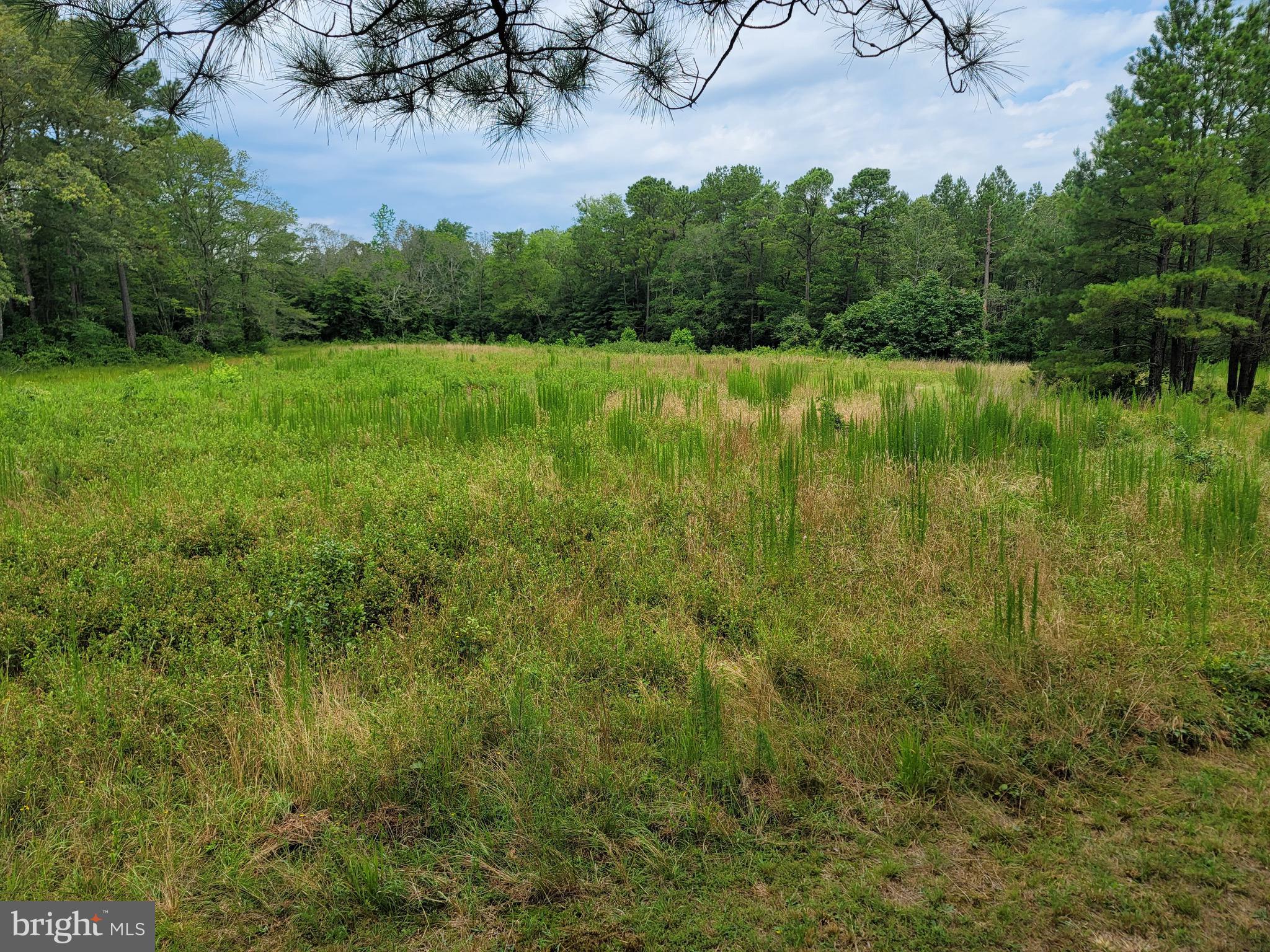 0 Sixty Sixty Foot Road Pittsville, MD 21850 - Photo 18 of 18 Back field