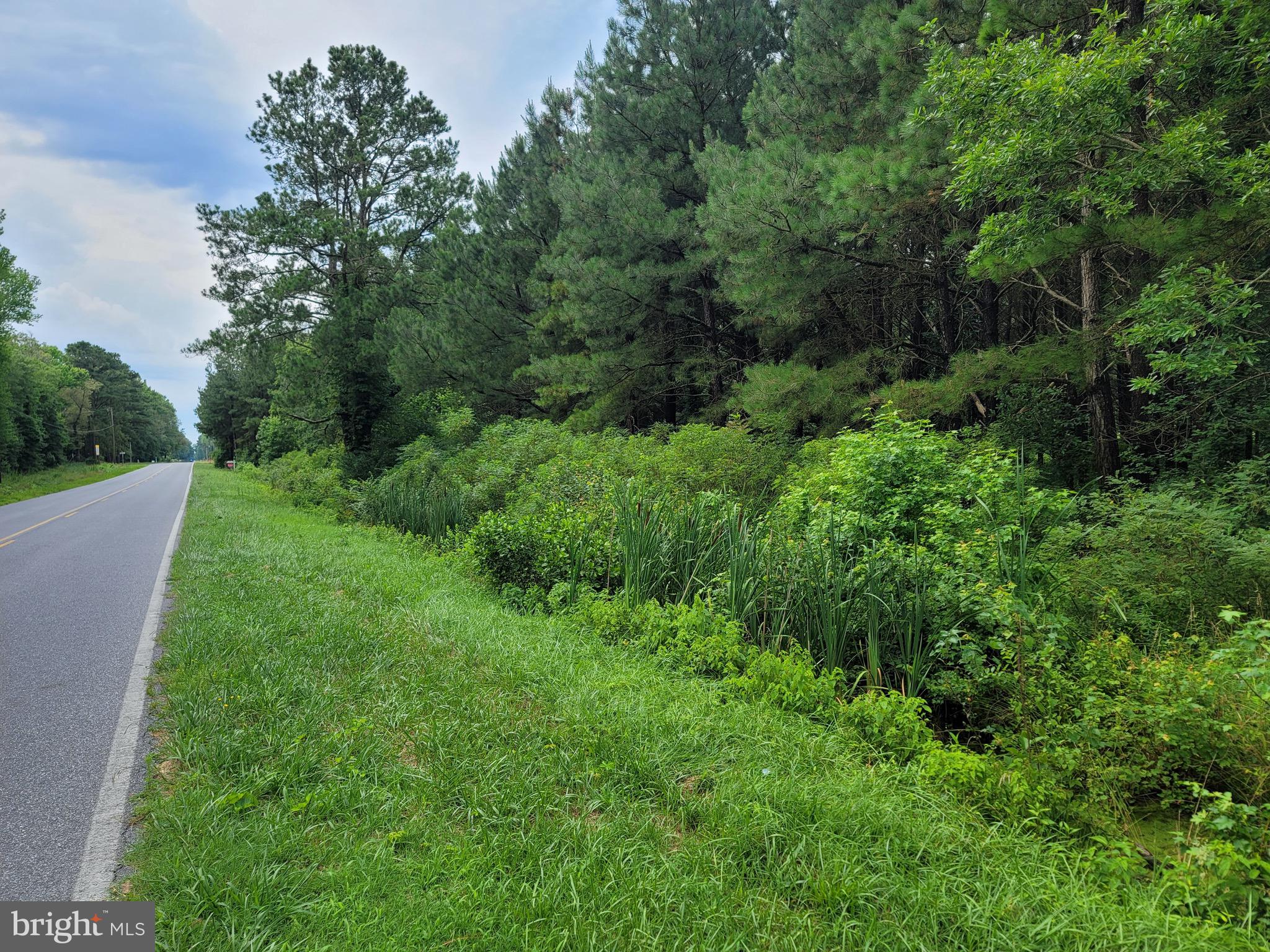0 Sixty Sixty Foot Road Pittsville, MD 21850 - Photo 2 of 18 Sixty foot Rd Looking South