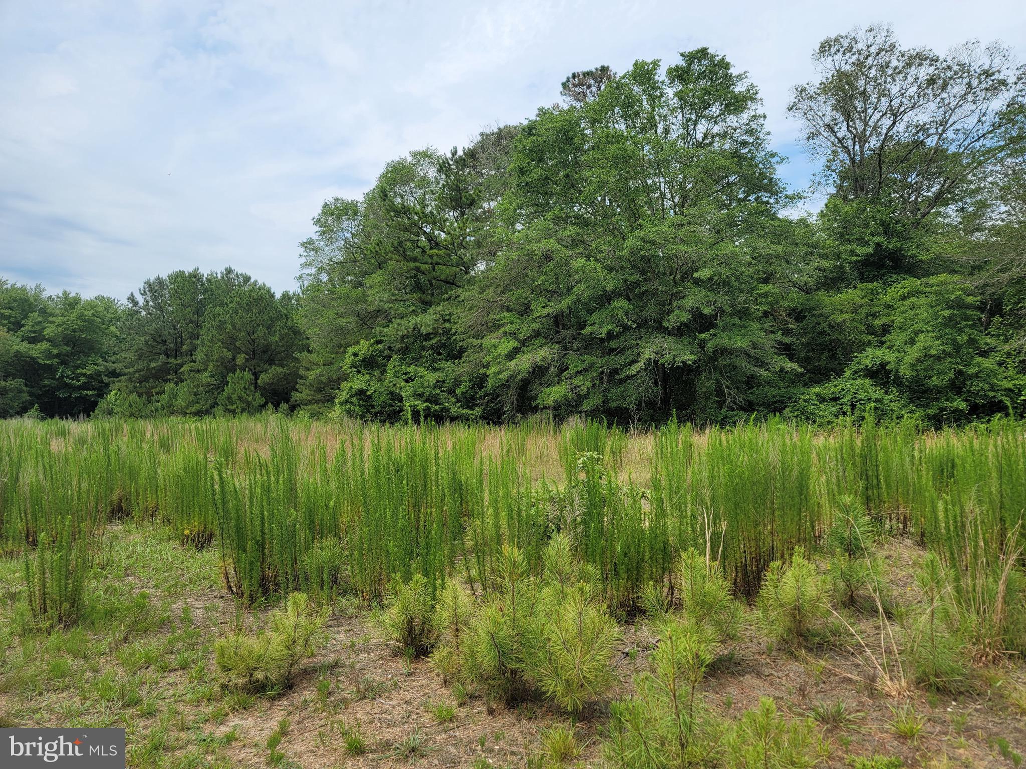 0 Sixty Sixty Foot Road Pittsville, MD 21850 - Photo 3 of 18 Front Field