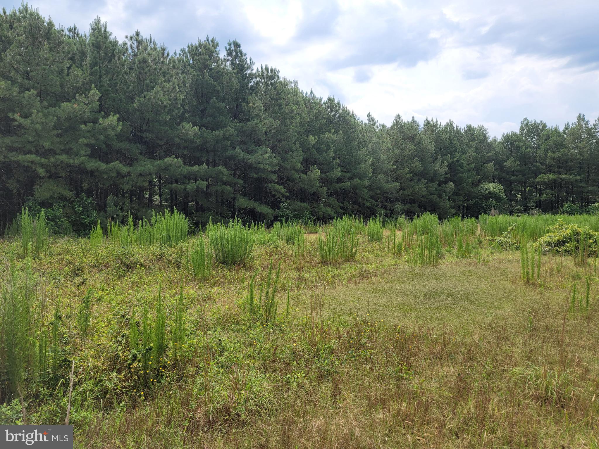 0 Sixty Sixty Foot Road Pittsville, MD 21850 - Photo 4 of 18 Front Field